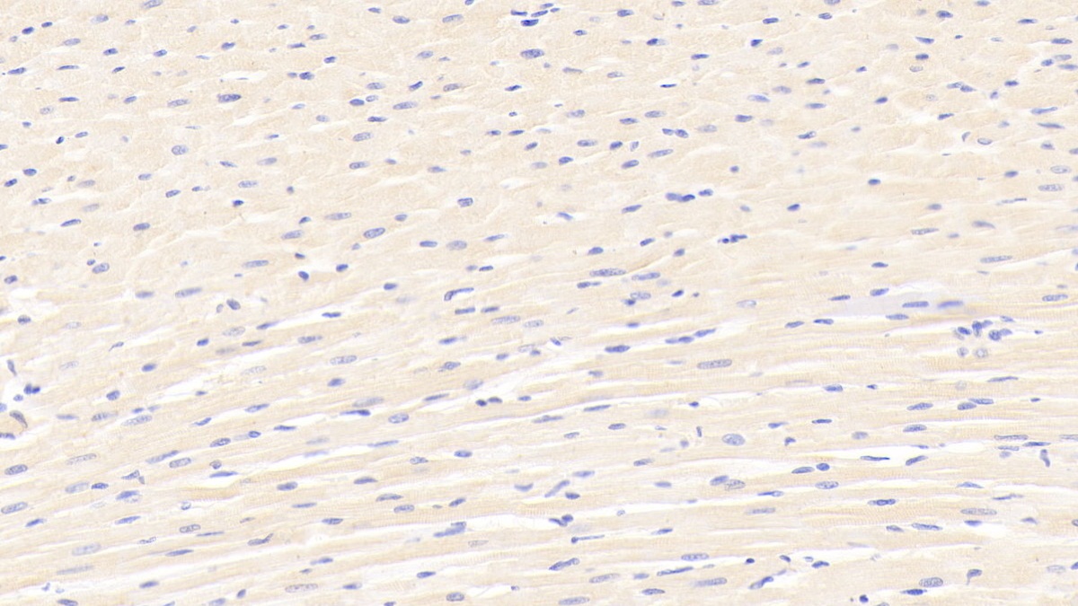 Polyclonal Antibody to Caspase 12 (CASP12)