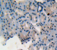 Polyclonal Antibody to Macrophage Migration Inhibitory Factor (MIF)