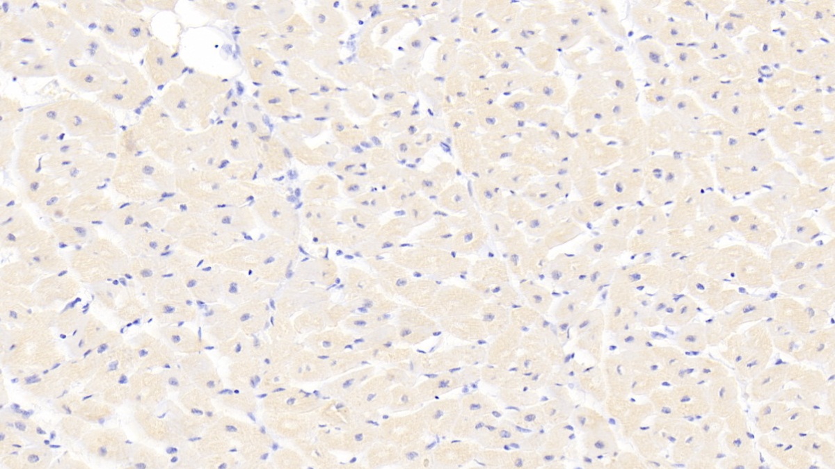 Polyclonal Antibody to Myosin Heavy Chain 1 (MYH1)