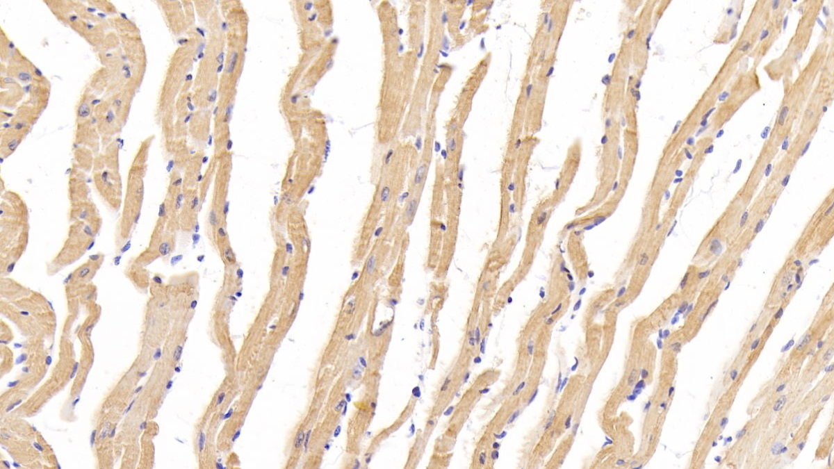 Polyclonal Antibody to Myosin Heavy Chain 1 (MYH1)