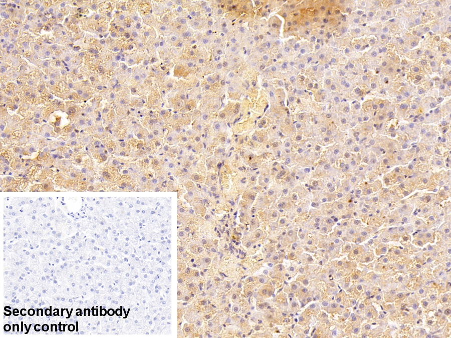 Polyclonal Antibody to Lactoferrin (LTF)