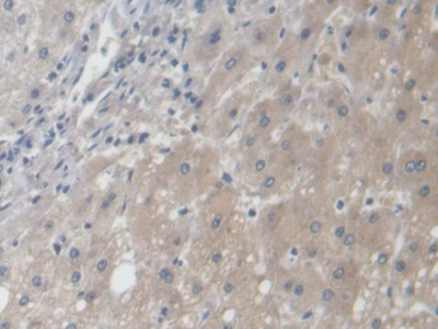 Polyclonal Antibody to Angiotensin I (AngI)