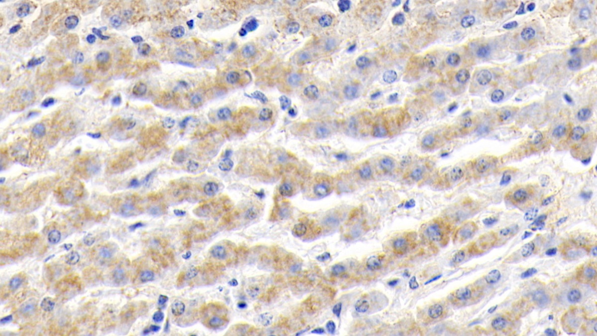 Polyclonal Antibody to Haptoglobin (Hpt)