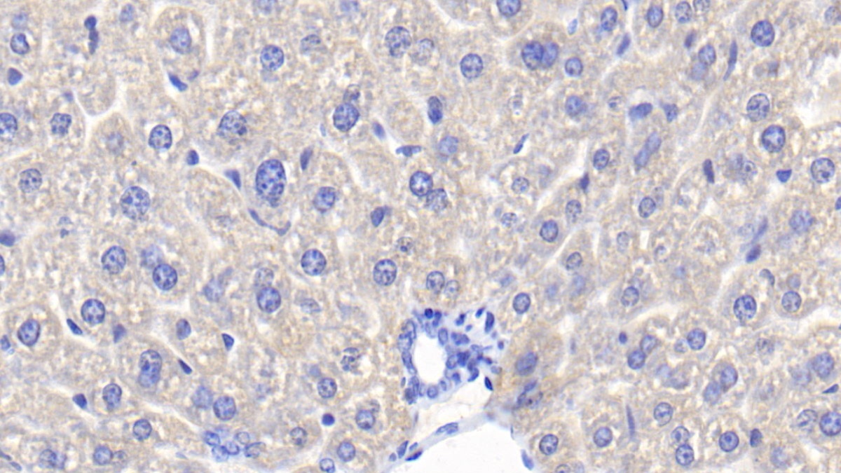 Polyclonal Antibody to Haptoglobin (Hpt)