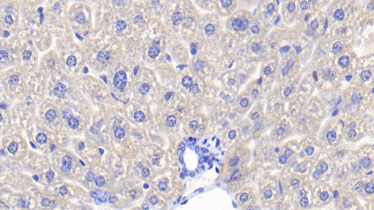 Polyclonal Antibody to Haptoglobin (Hpt)