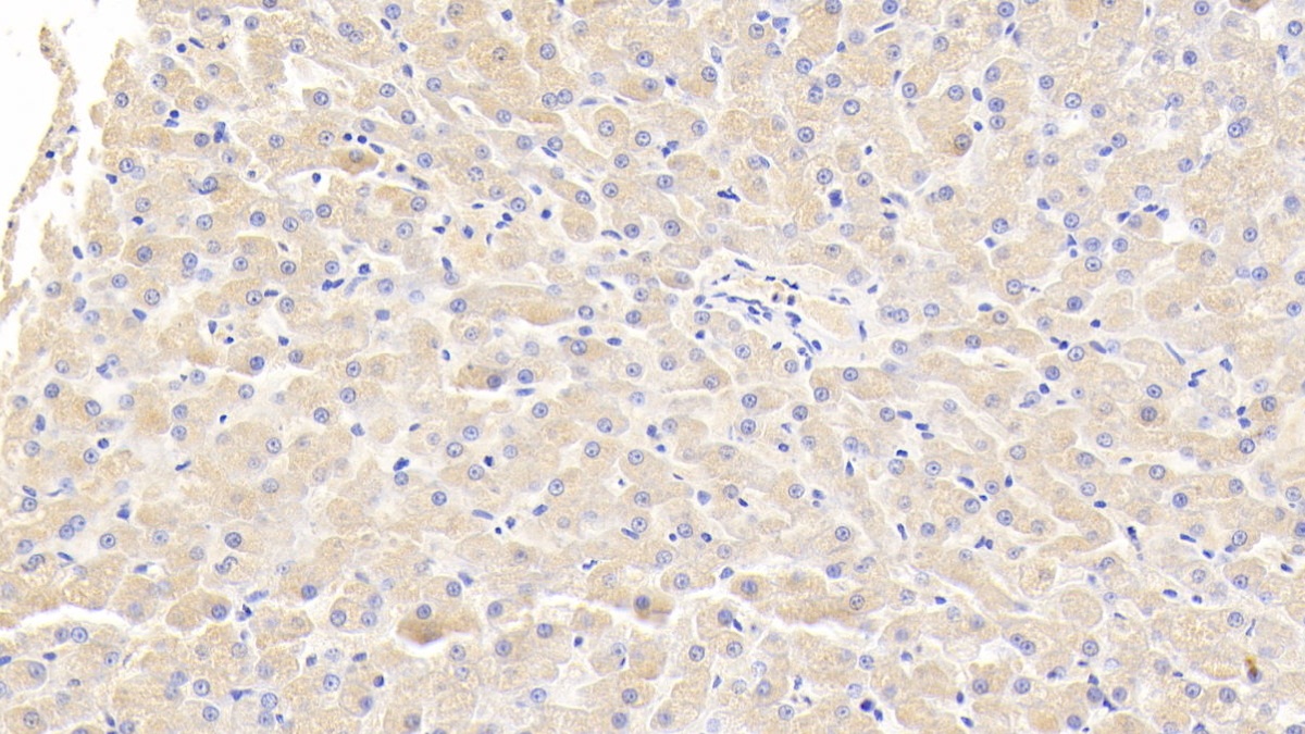 Polyclonal Antibody to Von Willebrand Factor (vWF)