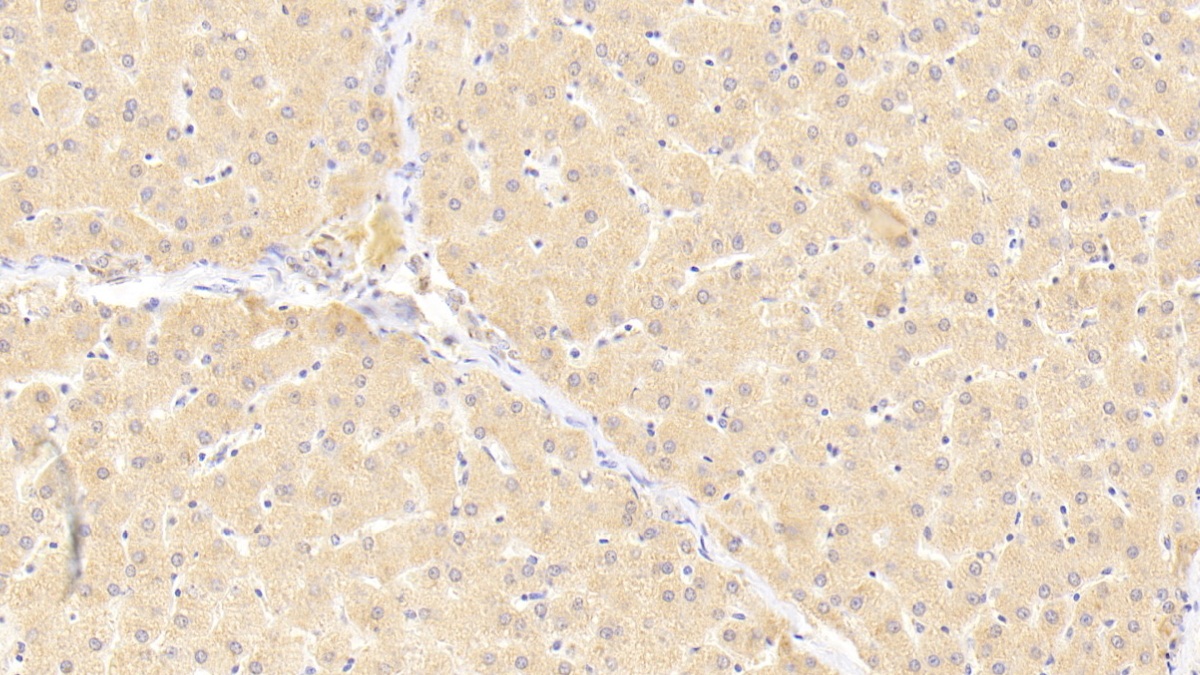 Polyclonal Antibody to Von Willebrand Factor (vWF)