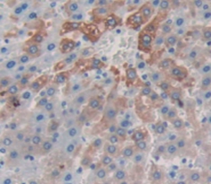 Polyclonal Antibody to Corticotropin Releasing Factor (CRF)