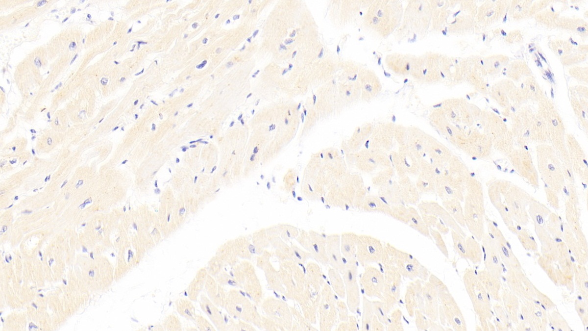 Polyclonal Antibody to Lipoprotein, a (Lpa)