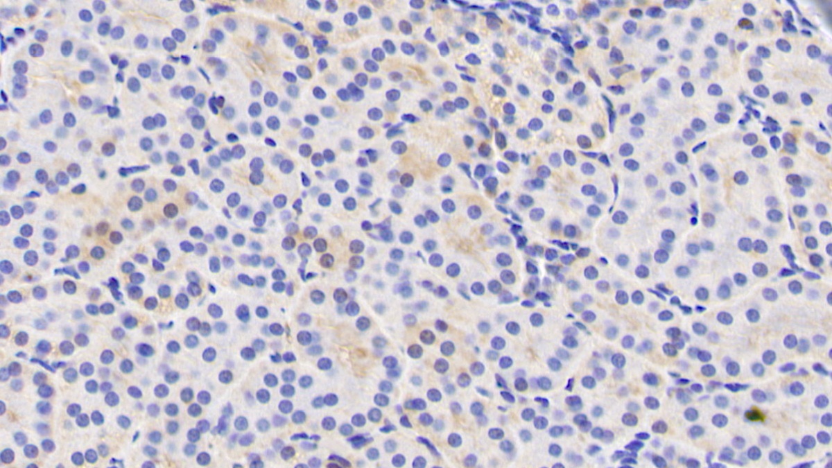 Polyclonal Antibody to Endothelial NOS (eNOS)