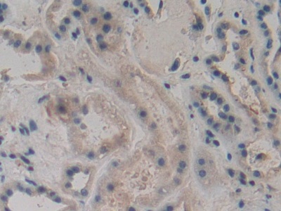 Polyclonal Antibody to Bradykinin (BK)