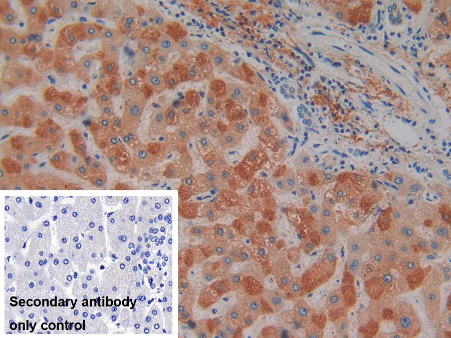 Polyclonal Antibody to Prostaglandin E Synthase 2 (PTGES2)