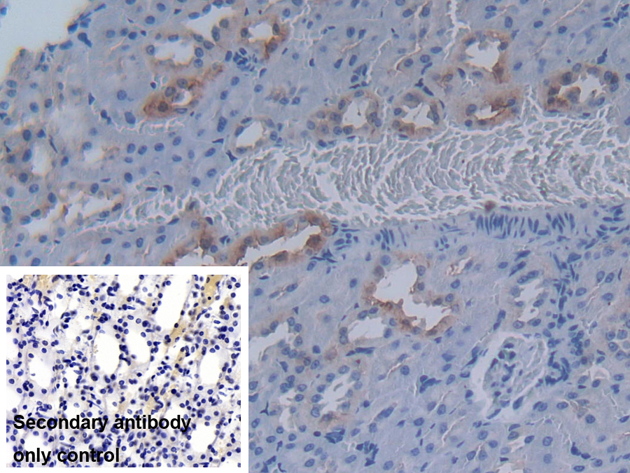 Polyclonal Antibody to Mucin 20 (MUC20)