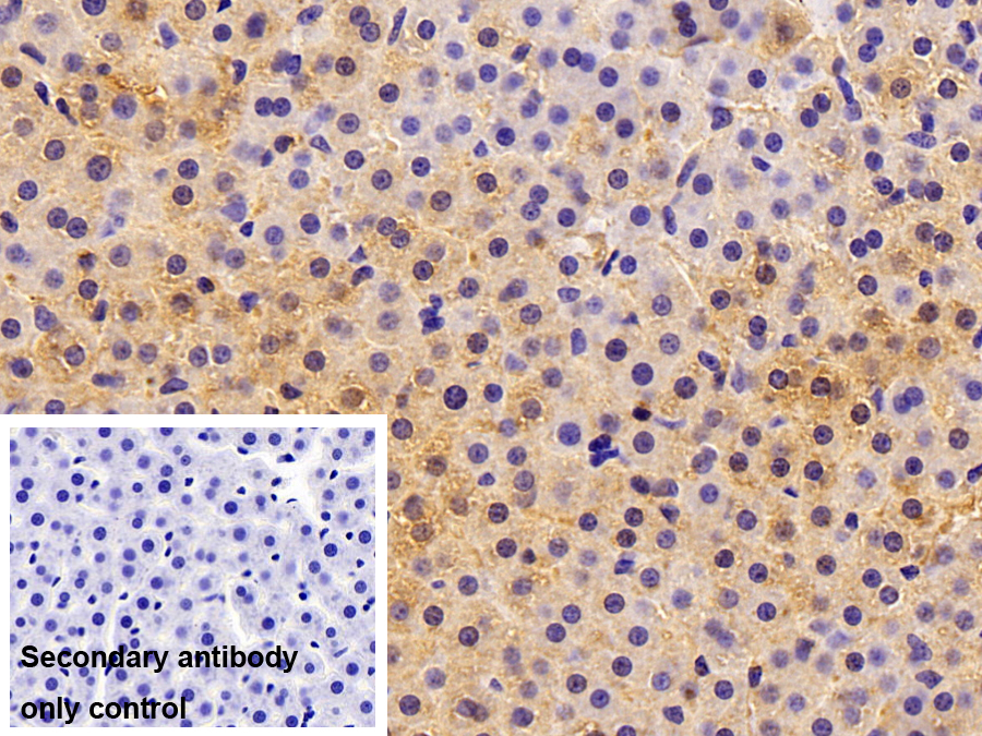 Polyclonal Antibody to Alpha-2-Macroglobulin (a2M)