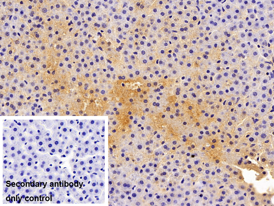 Polyclonal Antibody to Alpha-2-Macroglobulin (a2M)