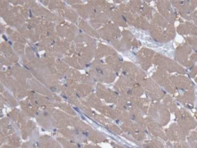 Polyclonal Antibody to Angiopoietin Like Protein 4 (ANGPTL4)