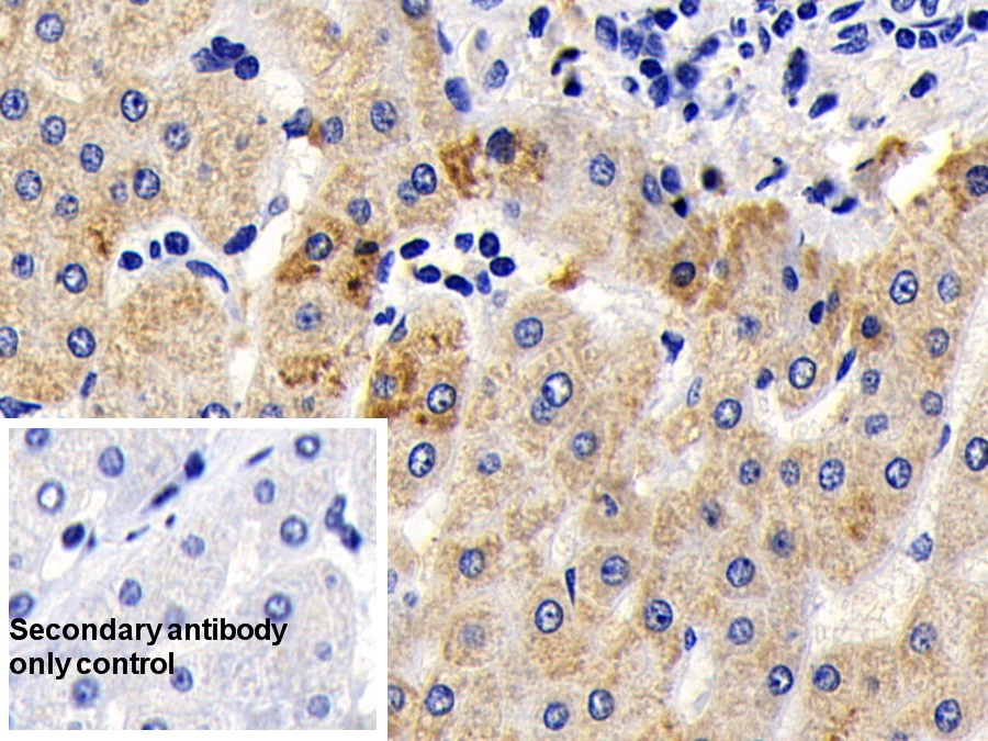 Polyclonal Antibody to Apoptosis Inducing Factor (AIF)