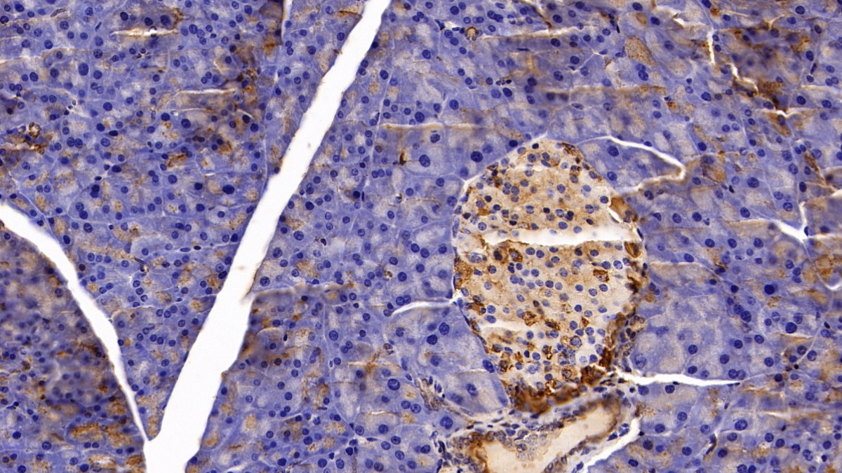 Polyclonal Antibody to Clusterin (CLU)