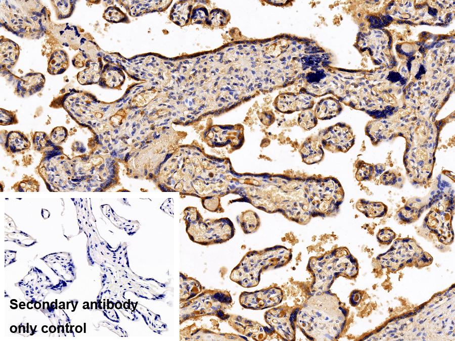 Polyclonal Antibody to Pregnancy Specific Beta-1-Glycoprotein 1 (PSG1)