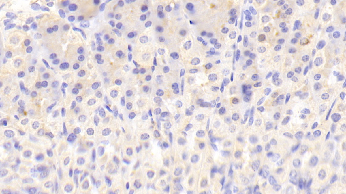 Polyclonal Antibody to Neurotensin (NT)