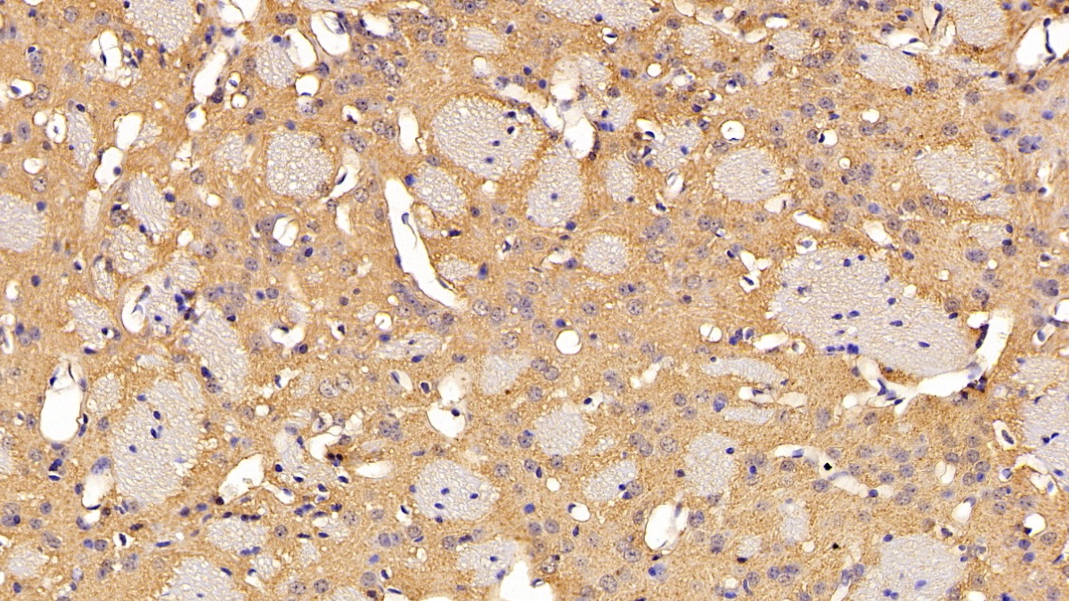 Polyclonal Antibody to Synuclein Alpha (SNCa)