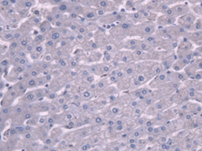 Polyclonal Antibody to Plasminogen (Plg)