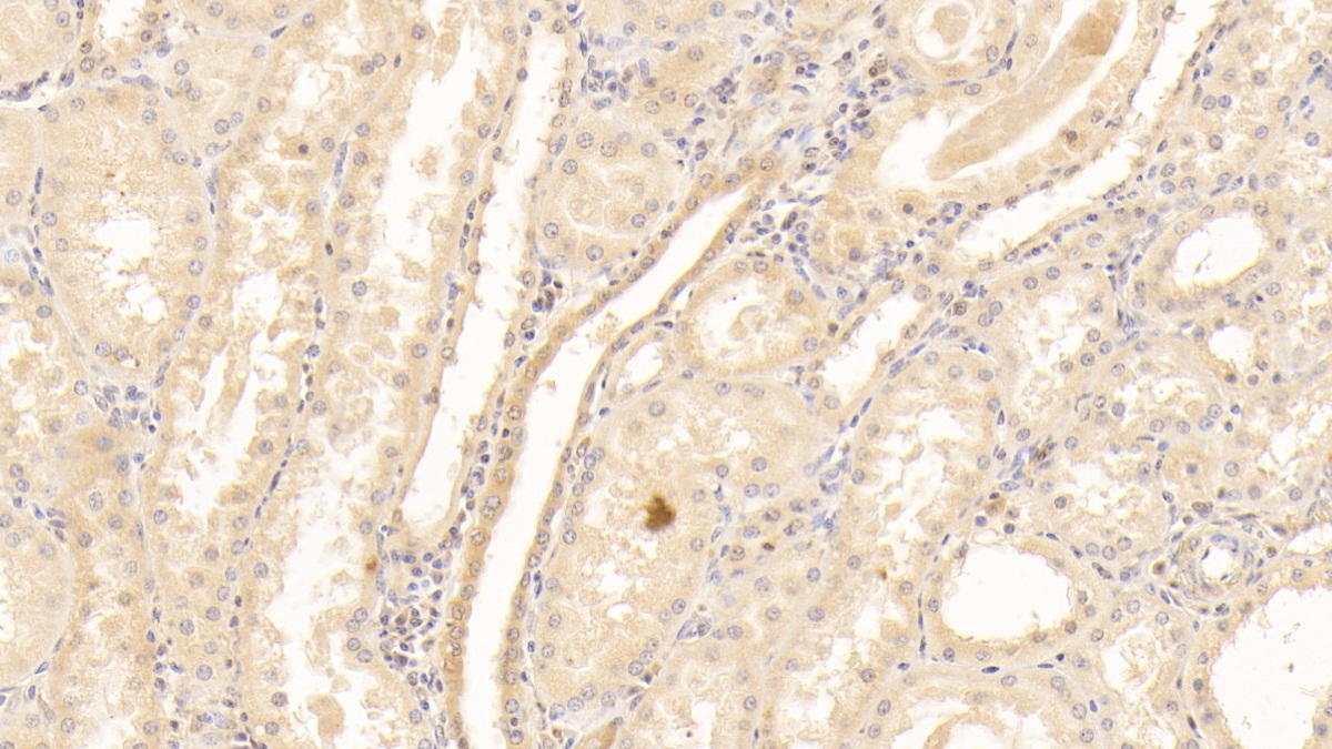 Polyclonal Antibody to Plasminogen (Plg)