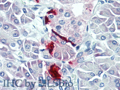 Polyclonal Antibody to Pancreatic Polypeptide (PP)