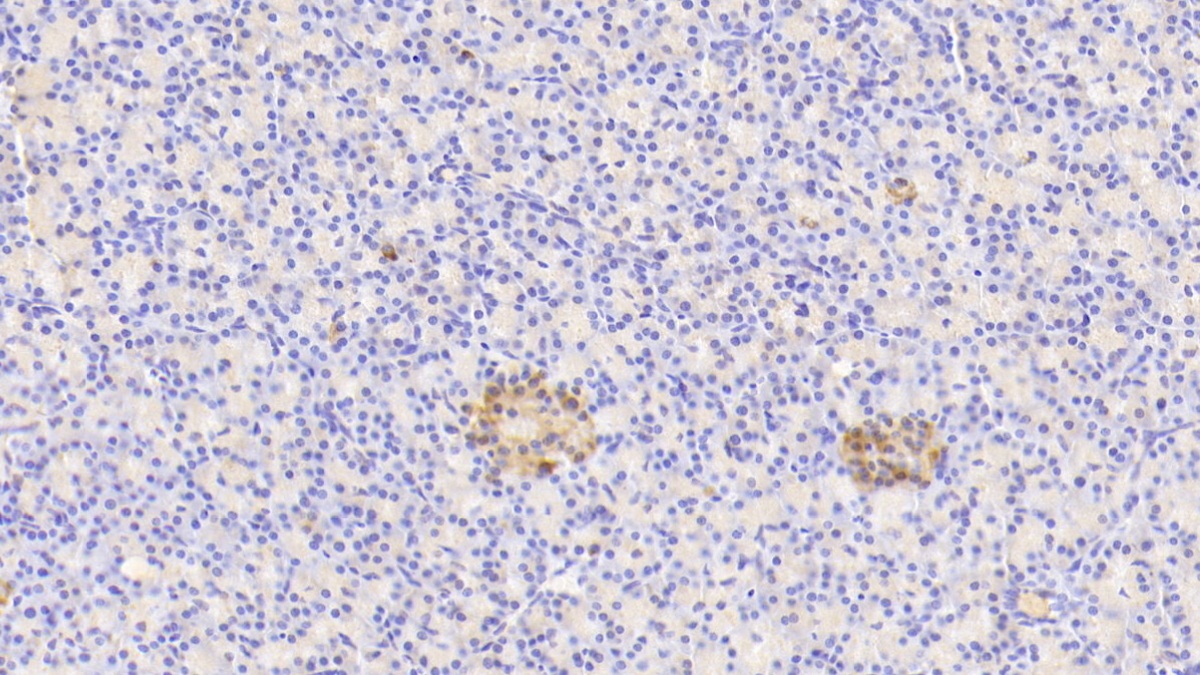 Polyclonal Antibody to Glucagon (GCG)