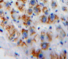 Polyclonal Antibody to Cluster of Differentiation 42d (CD42d)