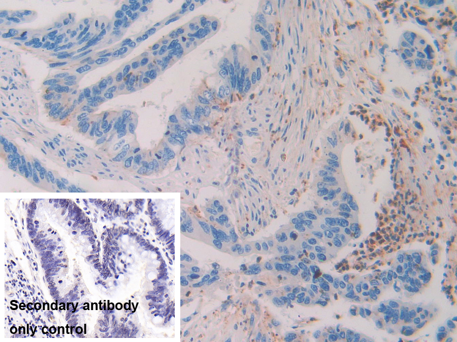 Polyclonal Antibody to Tetraspanin 30Cluster of Differentiation 63 (CD63)