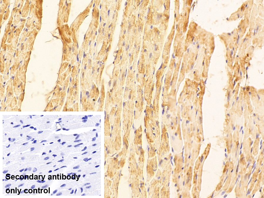 Polyclonal Antibody to Lactate Dehydrogenase A (LDHA)