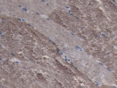 Polyclonal Antibody to Lactate Dehydrogenase A (LDHA)