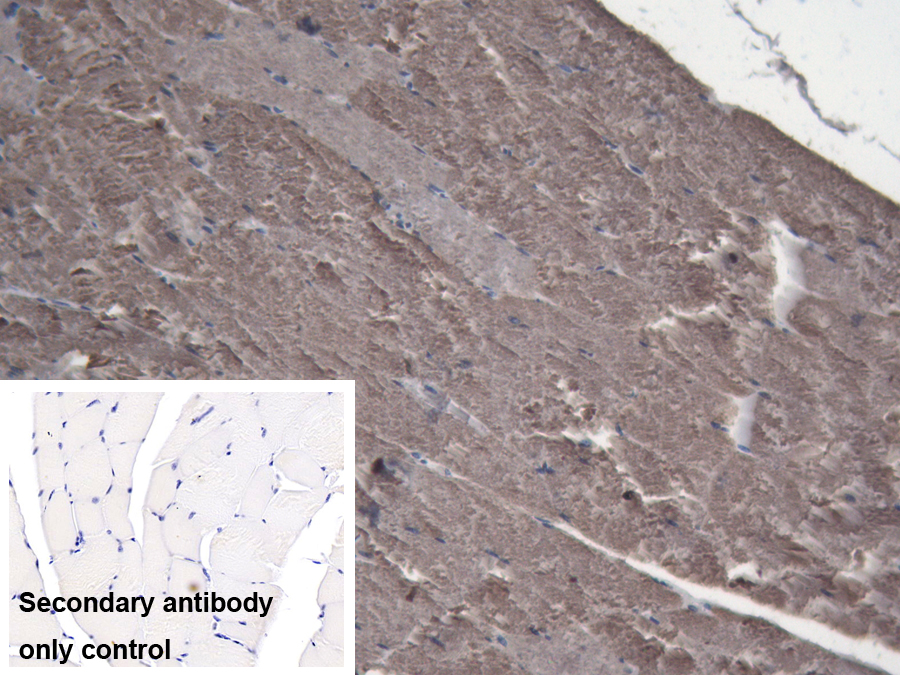 Polyclonal Antibody to Lactate Dehydrogenase A (LDHA)