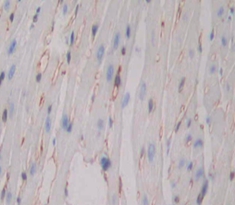 Polyclonal Antibody to B-Lymphocyte Activation Antigen B7-1 (LAB7-1)