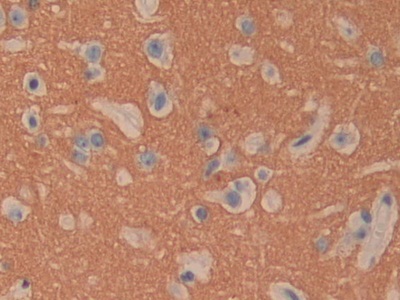 Polyclonal Antibody to Cluster of Differentiation 90 (CD90)