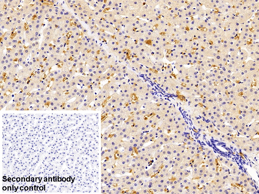 Polyclonal Antibody to Hemoglobin (HB)