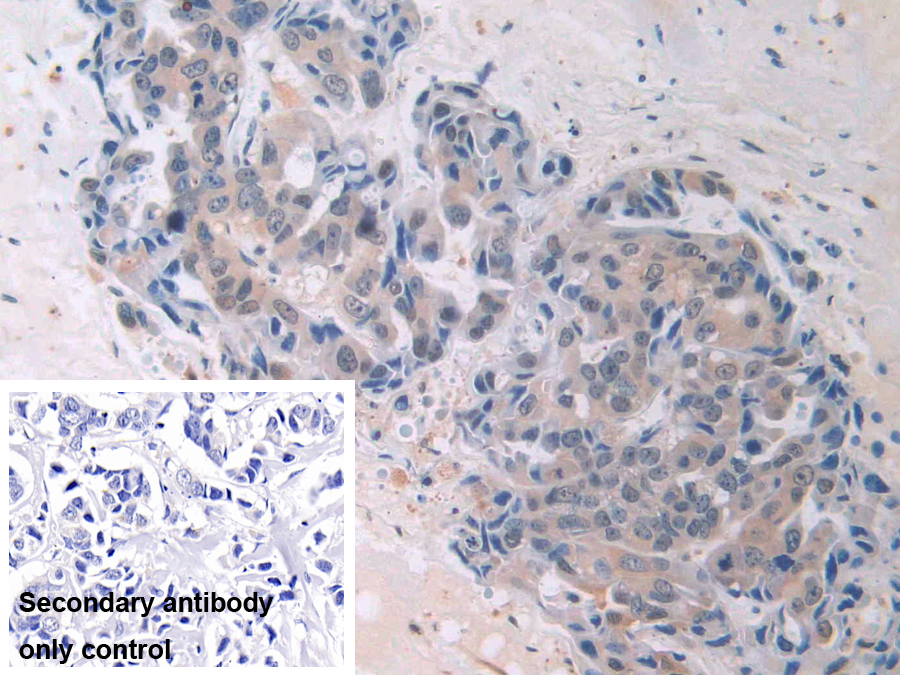 Polyclonal Antibody to Macrophage Erythroblast Attacher (MAEA)