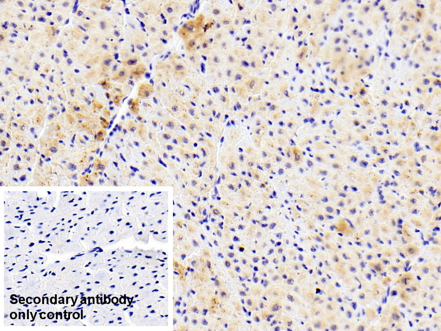 Polyclonal Antibody to Pulmonary Activation Regulated Chemokine (PARC)