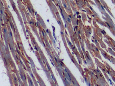 Polyclonal Antibody to Cluster Of Differentiation 36 (CD36)