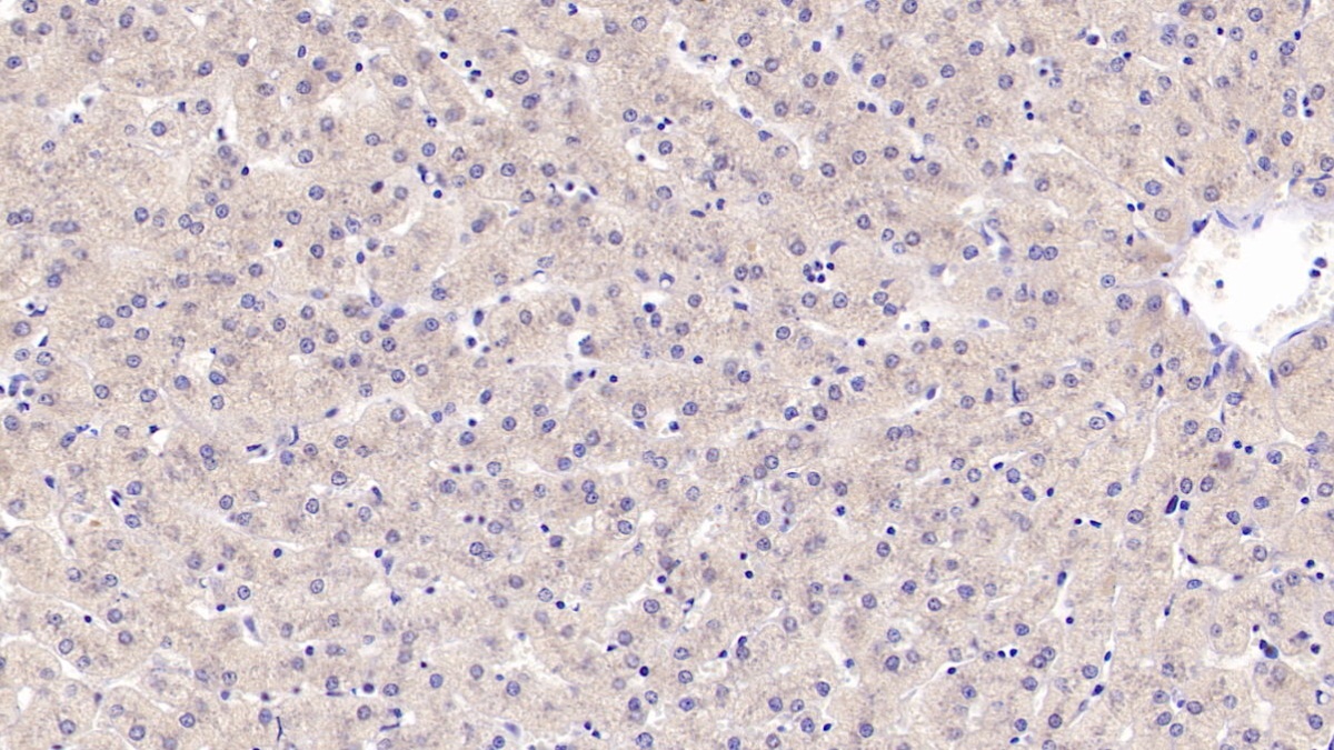 Polyclonal Antibody to Myeloid Progenitor Inhibitory Factor 1 (MPIF1)