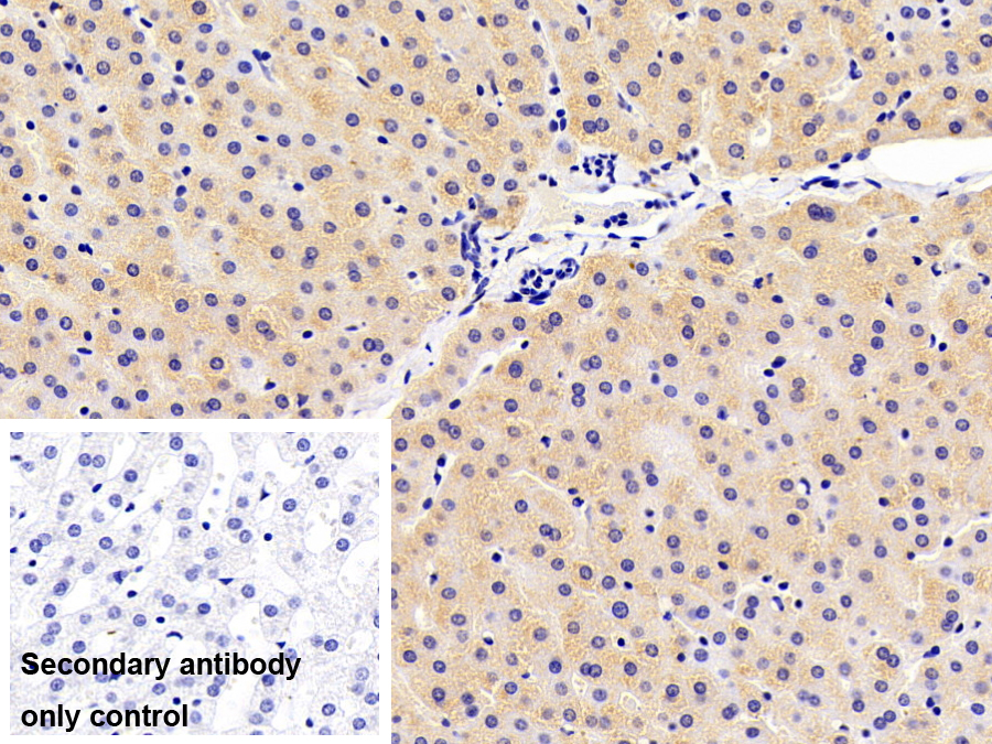 Polyclonal Antibody to Secondary Lymphoid Tissue Chemokine (SLC)