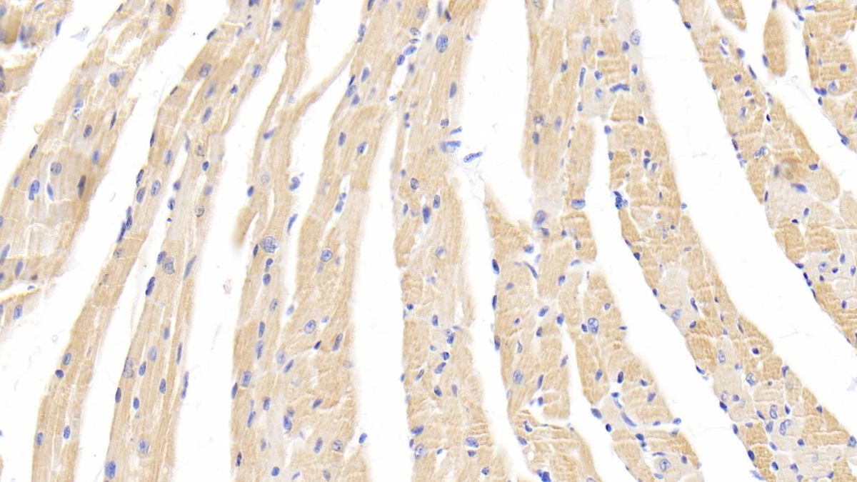 Polyclonal Antibody to Caspase 1 (CASP1)