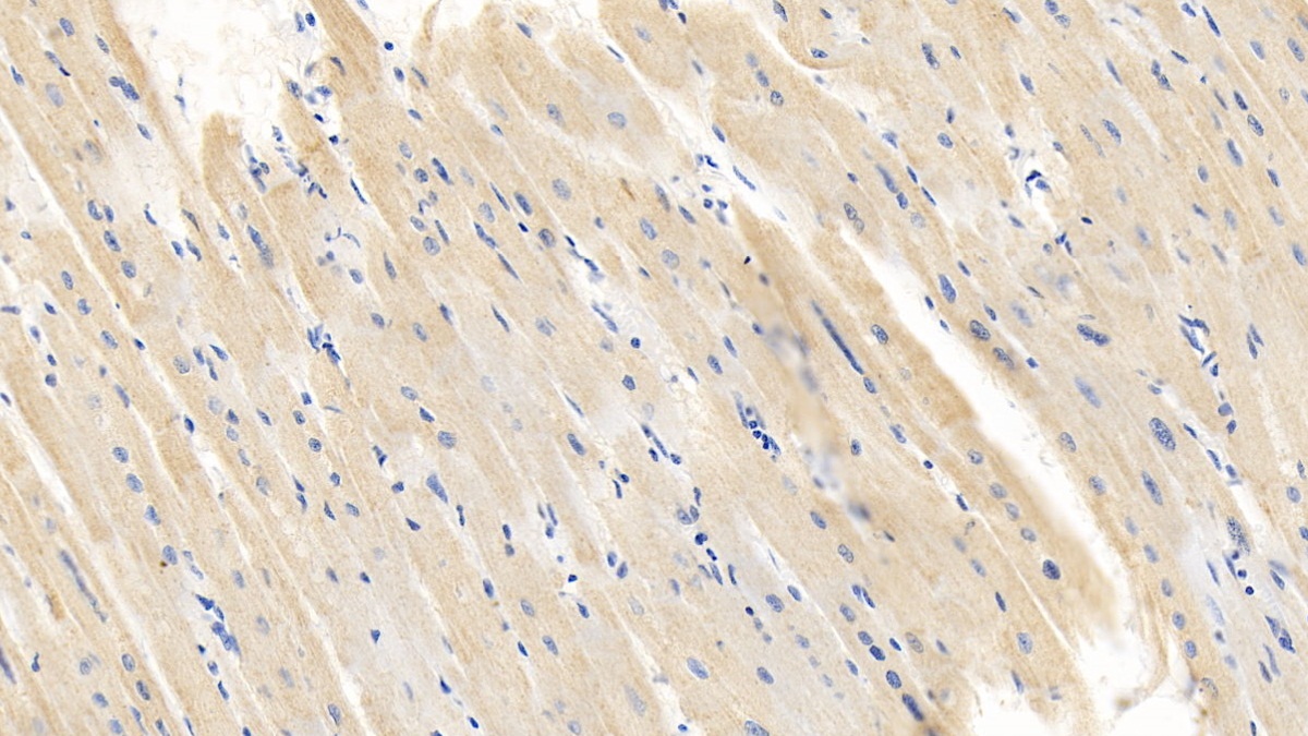 Polyclonal Antibody to Caspase 1 (CASP1)