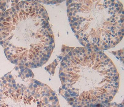 Polyclonal Antibody to B-Cell Activating Factor (BAFF)