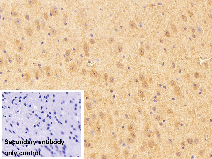 Polyclonal Antibody to Myeloid Differentiation Factor 88 (MyD88)