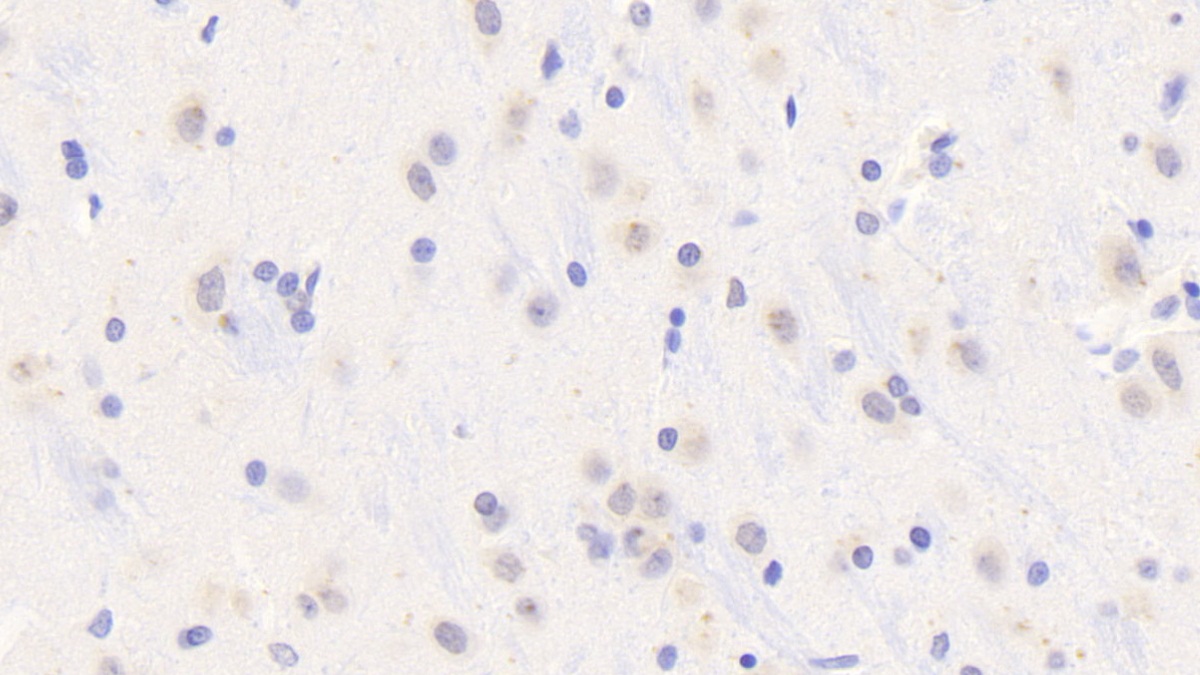 Polyclonal Antibody to Myeloid Differentiation Factor 88 (MyD88)