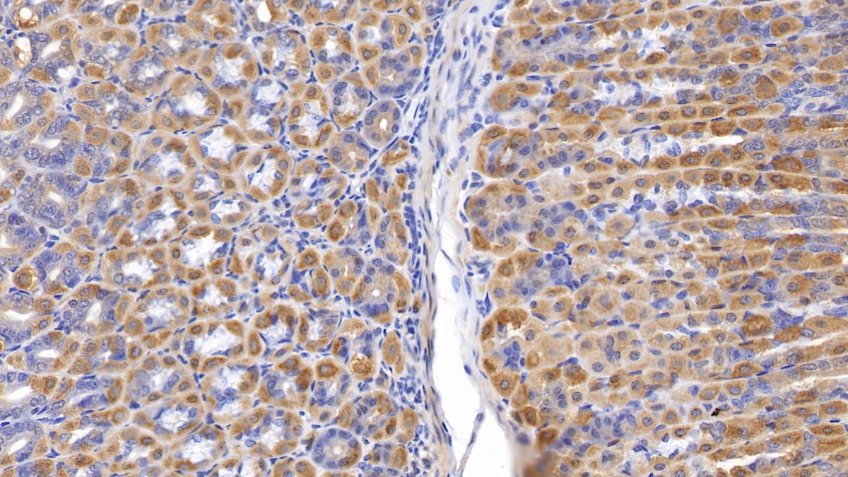 Polyclonal Antibody to Caspase 4 (CASP4)