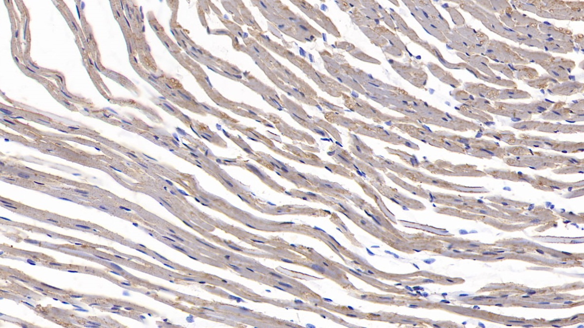 Polyclonal Antibody to Signal Transducer And Activator Of Transcription 3 (STAT3)