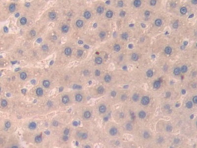 Polyclonal Antibody to Ubiquitin D (UBD)